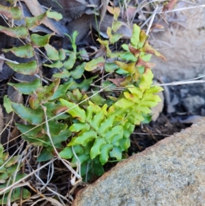 Pellaea calidirupium at Isaacs, ACT - 16 Aug 2023 02:40 PM