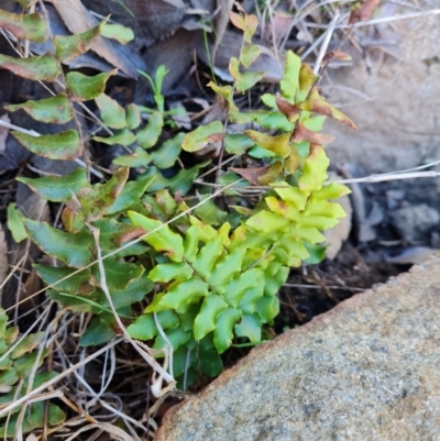 Pellaea calidirupium (Hot Rock Fern) at Isaacs, ACT - 16 Aug 2023 by Mike