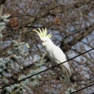 Cacatua galerita at Downer, ACT - 16 Aug 2023 09:44 AM