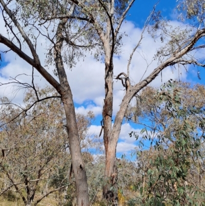 Eucalyptus dives (Broad-leaved Peppermint) at Fadden, ACT - 16 Aug 2023 by LPadg