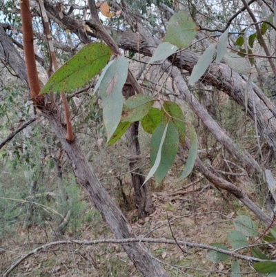 Eucalyptus dives (Broad-leaved Peppermint) at Wanniassa Hill - 16 Aug 2023 by LPadg