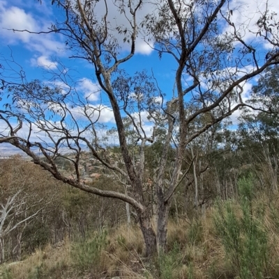 Eucalyptus nortonii (Large-flowered Bundy) at Fadden, ACT - 16 Aug 2023 by LPadg