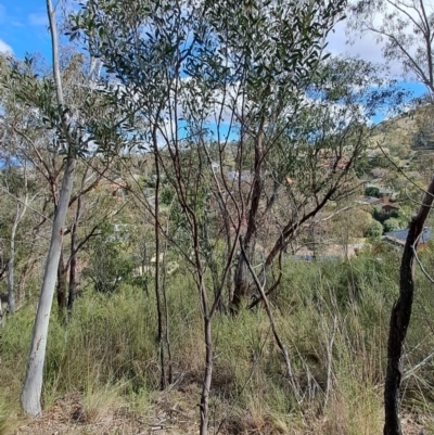 Acacia penninervis var. penninervis (Hickory Wattle) at Fadden, ACT - 16 Aug 2023 by LPadg