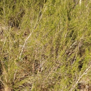 Kunzea ericoides at Fadden, ACT - 16 Aug 2023