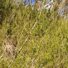 Kunzea ericoides at Fadden, ACT - 16 Aug 2023