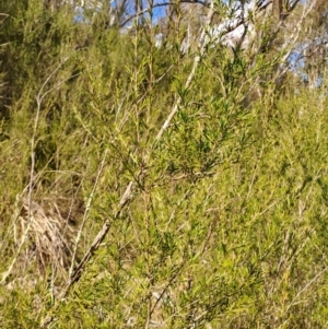 Kunzea ericoides at Fadden, ACT - 16 Aug 2023