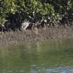 Butorides striata (Striated Heron) at Mossy Point, NSW - 16 Aug 2023 by BenW