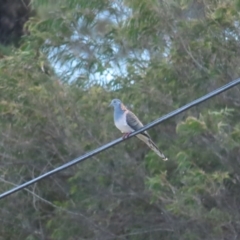 Geopelia humeralis (Bar-shouldered Dove) at Broulee, NSW - 16 Aug 2023 by TomW