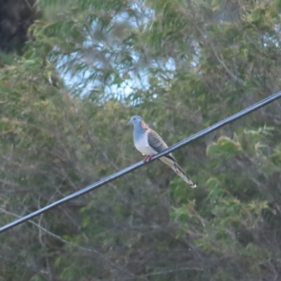 Geopelia humeralis (Bar-shouldered Dove) at Broulee, NSW - 16 Aug 2023 by TomW