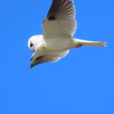 Elanus axillaris (Black-shouldered Kite) at Broulee, NSW - 16 Aug 2023 by TomW