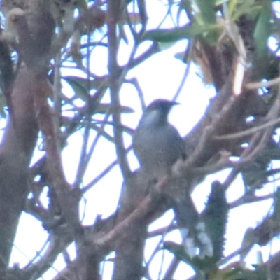 Anthochaera chrysoptera (Little Wattlebird) at Tomakin, NSW - 16 Aug 2023 by TomW