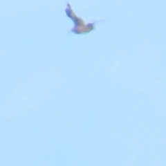 Stercorarius antarcticus (Brown Skua) at Broulee, NSW - 16 Aug 2023 by TomW