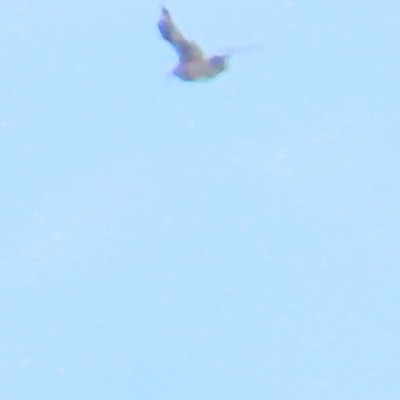 Stercorarius antarcticus (Brown Skua) at Broulee, NSW - 16 Aug 2023 by BenW