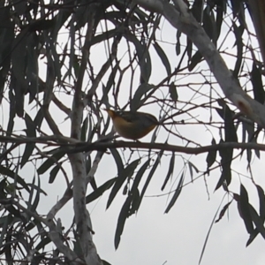 Pardalotus punctatus at Fadden, ACT - 16 Aug 2023