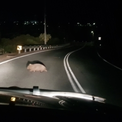 Vombatus ursinus (Common wombat, Bare-nosed Wombat) at Greenleigh, NSW - 15 Aug 2023 by danswell