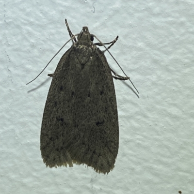 Chezala privatella (A Concealer moth) at Jerrabomberra, NSW - 14 Aug 2023 by SteveBorkowskis