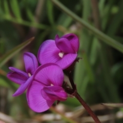 Swainsona sericea (Silky Swainson-Pea) at Dry Plain, NSW - 17 Dec 2022 by AndyRoo