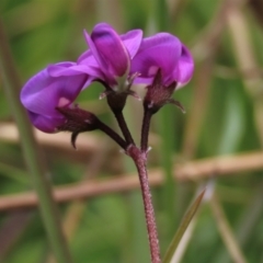 Swainsona sericea at Dry Plain, NSW - 17 Dec 2022