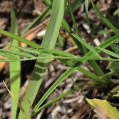 Swainsona sericea at Dry Plain, NSW - 17 Dec 2022