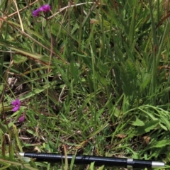 Swainsona sericea at Dry Plain, NSW - 17 Dec 2022