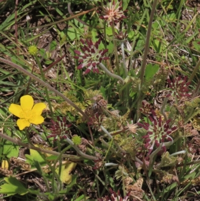 Ranunculus lappaceus (Australian Buttercup) at Dry Plain, NSW - 17 Dec 2022 by AndyRoo