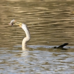 Anhinga novaehollandiae (Australasian Darter) at Jerrabomberra Wetlands - 16 Aug 2023 by RodDeb