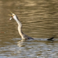 Anhinga novaehollandiae at Fyshwick, ACT - 16 Aug 2023 01:39 PM