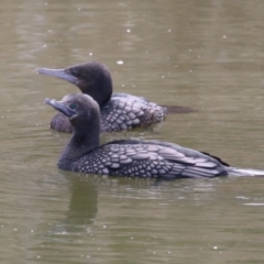 Phalacrocorax sulcirostris (Little Black Cormorant) at Fyshwick, ACT - 16 Aug 2023 by RodDeb