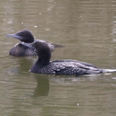 Phalacrocorax sulcirostris at Fyshwick, ACT - 16 Aug 2023 01:23 PM