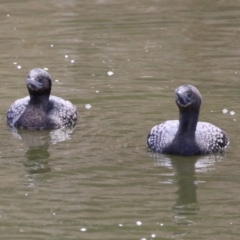 Phalacrocorax sulcirostris at Fyshwick, ACT - 16 Aug 2023 01:23 PM