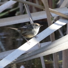 Poodytes gramineus (Little Grassbird) at Jerrabomberra Wetlands - 16 Aug 2023 by RodDeb