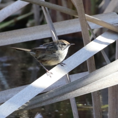 Poodytes gramineus (Little Grassbird) at Fyshwick, ACT - 16 Aug 2023 by RodDeb