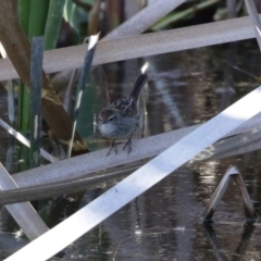 Poodytes gramineus at Fyshwick, ACT - 16 Aug 2023 02:43 PM