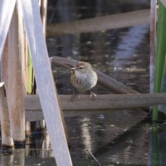 Poodytes gramineus at Fyshwick, ACT - 16 Aug 2023 02:43 PM