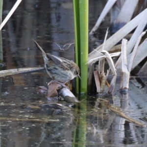 Poodytes gramineus at Fyshwick, ACT - 16 Aug 2023 02:43 PM