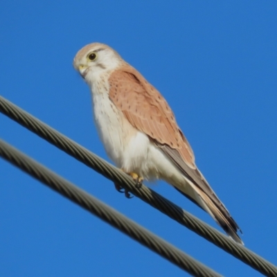 Falco cenchroides (Nankeen Kestrel) at Jerrabomberra Wetlands - 16 Aug 2023 by RodDeb