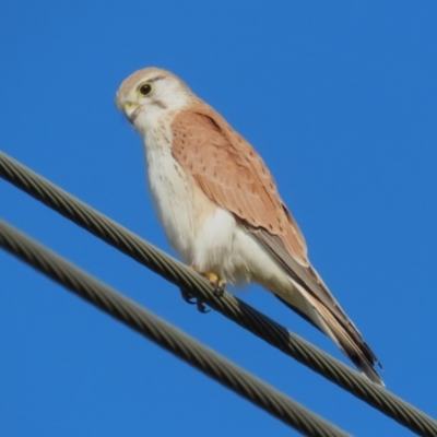 Falco cenchroides (Nankeen Kestrel) at Fyshwick, ACT - 16 Aug 2023 by RodDeb