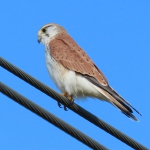 Falco cenchroides at Fyshwick, ACT - 16 Aug 2023