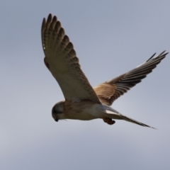 Falco cenchroides at Fyshwick, ACT - 16 Aug 2023 03:13 PM