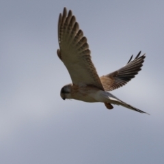 Falco cenchroides at Fyshwick, ACT - 16 Aug 2023 03:13 PM