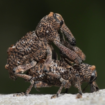 Curculionidae (family) at Ormiston, QLD - 16 Aug 2023 by TimL