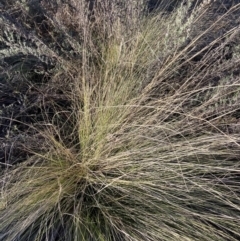 Nassella trichotoma (Serrated Tussock) at Watson, ACT - 16 Aug 2023 by waltraud