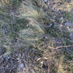 Nassella trichotoma (Serrated Tussock) at Watson, ACT - 16 Aug 2023 by waltraud