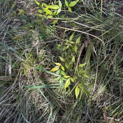 Nandina domestica (Sacred Bamboo) at Bruce, ACT - 17 Aug 2023 by lbradley