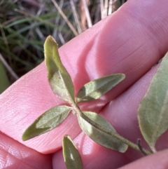 Opercularia hispida (Hairy Stinkweed) at Flea Bog Flat, Bruce - 17 Aug 2023 by lbradley