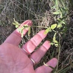 Opercularia hispida at Bruce, ACT - 17 Aug 2023