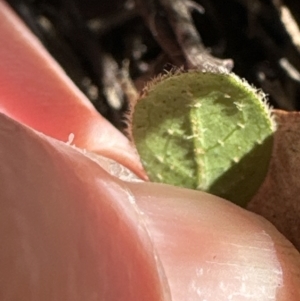 Viburnum tinus at Bruce, ACT - 17 Aug 2023