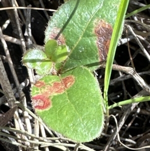 Viburnum tinus at Bruce, ACT - 17 Aug 2023