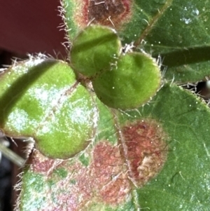 Viburnum tinus at Bruce, ACT - 17 Aug 2023