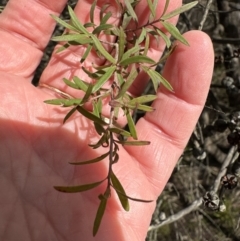 Leptospermum sp. (Tea Tree) at Bruce, ACT - 17 Aug 2023 by lbradley